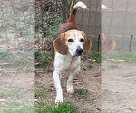 Small #3 Beagle