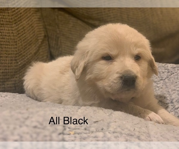 Medium Photo #5 Pyredoodle Puppy For Sale in MARION, IN, USA
