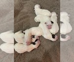 Small Photo #2 Llewellin Setter Puppy For Sale in LARAMIE, WY, USA