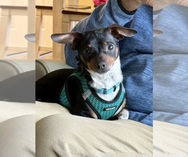 Medium Photo #1 Chiweenie Puppy For Sale in Mooresville, NC, USA