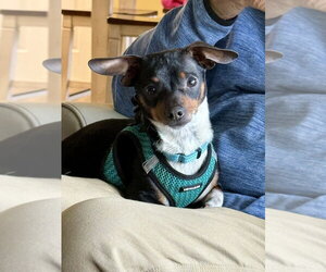 Chiweenie Dogs for adoption in Mooresville, NC, USA