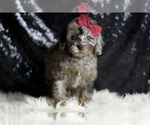 Small Photo #33 Poodle (Miniature) Puppy For Sale in WARSAW, IN, USA
