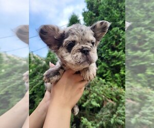 French Bulldog Puppy for sale in Kamianets-Podilskyi, Khmelnytskyi, Ukraine