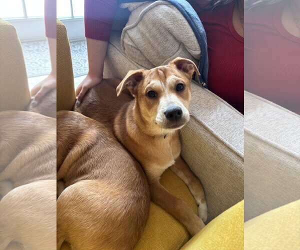 Medium Photo #7 Feist Terrier-Unknown Mix Puppy For Sale in Arlington, VA, USA