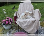 Image preview for Ad Listing. Nickname: maltese