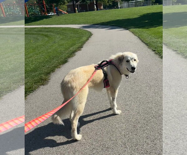 Medium Photo #8 Great Pyrenees-Unknown Mix Puppy For Sale in Germantown, OH, USA