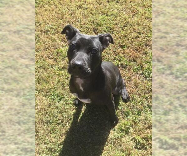 Medium Photo #1 Labrador Retriever-Unknown Mix Puppy For Sale in Grovetown, GA, USA