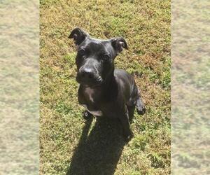 Labrador Retriever-Unknown Mix Dogs for adoption in Grovetown, GA, USA