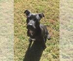 SUZIE - Female Labrador Retriever-Unknown Mix Dog for Adoption - Small photo