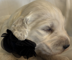 Small #1 English Cream Golden Retriever-Poodle (Standard) Mix
