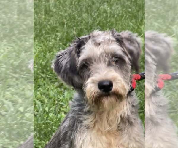 Medium Photo #1 Mutt Puppy For Sale in HOPKINSVILLE/PRINCETON, KY, NH, USA