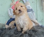 Small Photo #2 F2 Aussiedoodle Puppy For Sale in HONEY BROOK, PA, USA