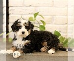 Small #3 Bernedoodle (Miniature)