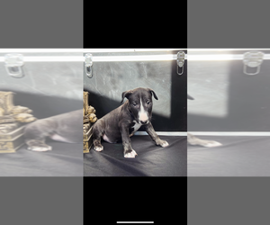 Bull Terrier Puppy for sale in PEMBROKE PINES, FL, USA