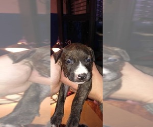 Medium American Staffordshire Terrier