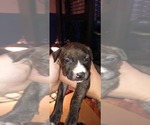 Puppy Puppy 7 American Staffordshire Terrier