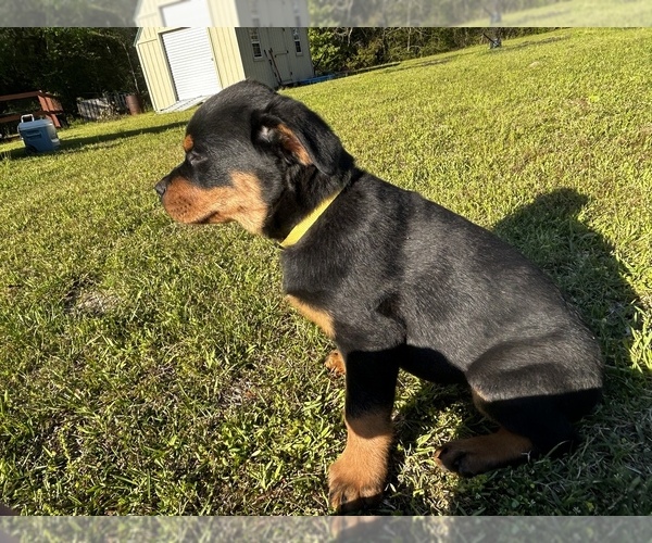 Medium Photo #5 Rottweiler Puppy For Sale in MARION, SC, USA