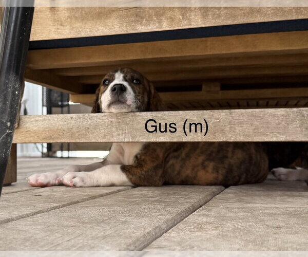 Medium Photo #3 Mutt Puppy For Sale in Wenonah, NJ, USA