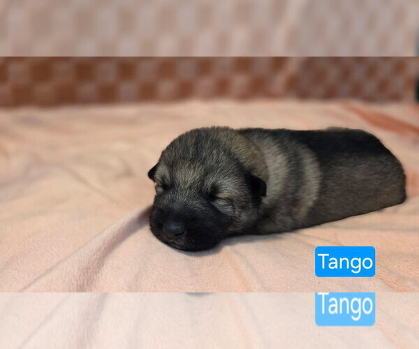 Medium Photo #1 American Pit Bull Terrier-Unknown Mix Puppy For Sale in Duluth, MN, USA