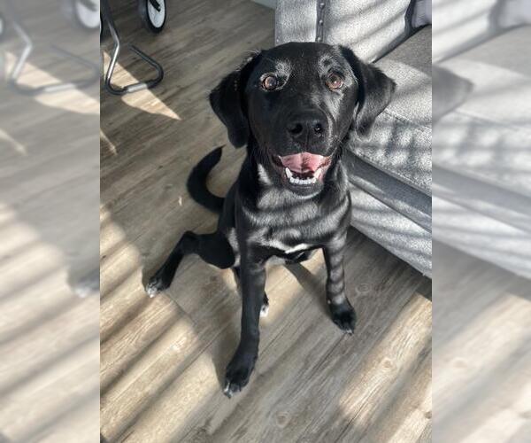 Medium Photo #1 Labrador Retriever Puppy For Sale in San Antonio, TX, USA
