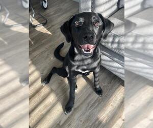 Labrador Retriever Dogs for adoption in San Antonio, TX, USA
