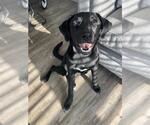 Small Labrador Retriever