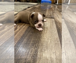 Boston Terrier Puppy for Sale in FREDONIA, Kansas USA