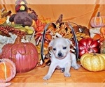Small Photo #3 Chihuahua Puppy For Sale in CHARLESTON, AR, USA