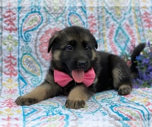 German Shepherd Dog Puppy for sale in LANCASTER, PA, USA