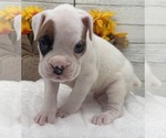 Small #12 Boxer