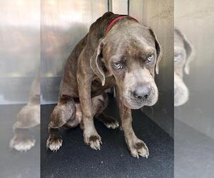 Great Dane Dogs for adoption in San Antonio, TX, USA