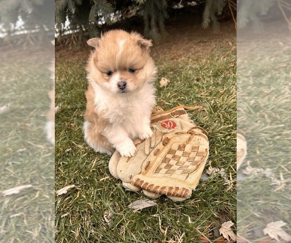 Medium Photo #2 Pomeranian Puppy For Sale in MIDDLEBURY, IN, USA