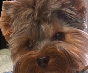 Mother of the Yorkshire Terrier puppies born on 11/22/2024