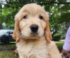 Goldendoodle Puppy for sale in WACO, TX, USA