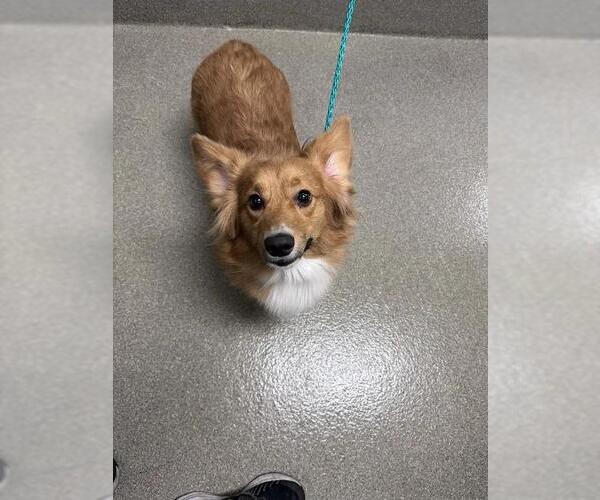 Medium Photo #1 Cardigan Welsh Corgi-Unknown Mix Puppy For Sale in Las Vegas, NV, USA