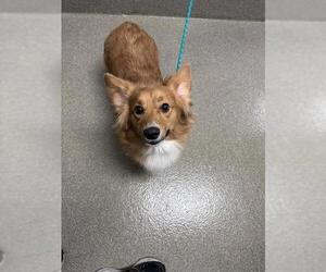 Cardigan Welsh Corgi-Unknown Mix Dogs for adoption in Las Vegas, NV, USA