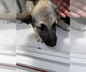 German Shepherd Dog-Unknown Mix Dogs for adoption in Houston, TX, USA