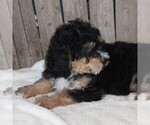 Small Photo #3 Bernedoodle Puppy For Sale in STANLEY, WI, USA