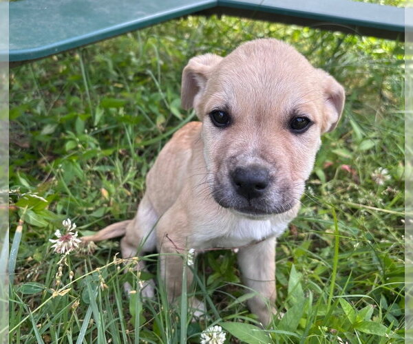 Medium Photo #4 American Pit Bull Terrier-Golden Retriever Mix Puppy For Sale in Chester, VA, USA