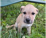 Small #3 American Pit Bull Terrier-Golden Retriever Mix