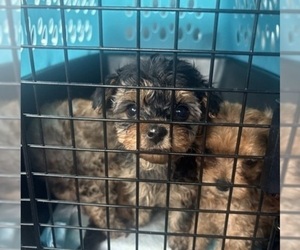 Medium Yorkipoo