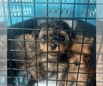 Puppy Ace Yorkipoo
