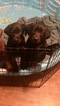 Small Photo #1 Labrador Retriever Puppy For Sale in PELZER, SC, USA