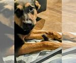 Small #3 German Shepherd Dog Mix