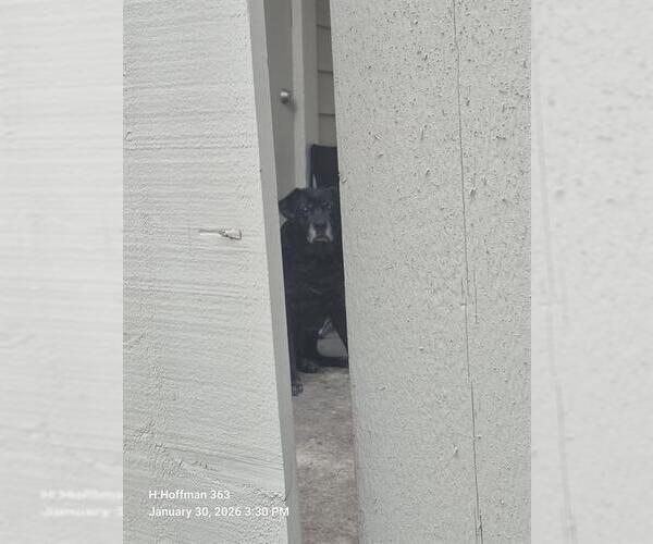 Medium Photo #1 Labrador Retriever-Unknown Mix Puppy For Sale in San Antonio, TX, USA