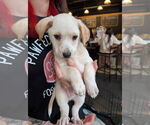 Small #5 Jack Chi