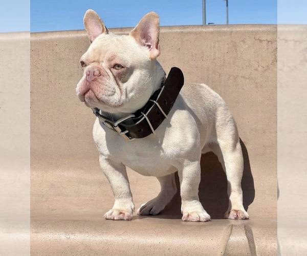 Medium Photo #1 French Bulldog Puppy For Sale in VICTORVILLE, CA, USA