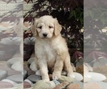Small Photo #6 Goldendoodle Puppy For Sale in FREDERICKSBURG, OH, USA
