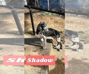 Great Dane Puppy for sale in NEW HAVEN, CT, USA