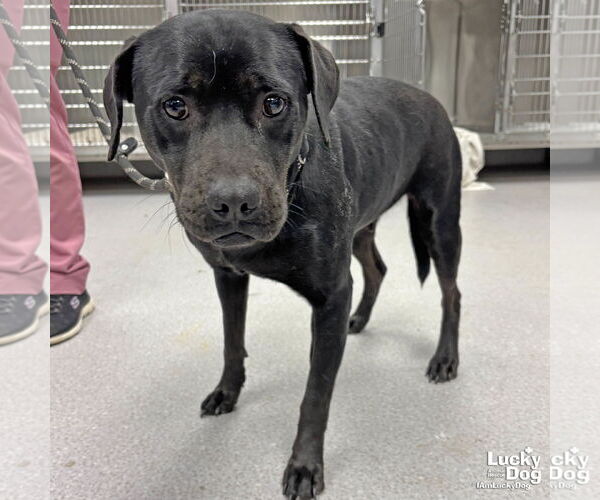 Medium Photo #1 Labrador Retriever-Unknown Mix Puppy For Sale in Washington, DC, USA